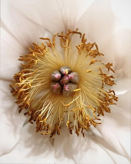 Close-up of a flower's heart, Leïla Fleurs' floral craftsmanship